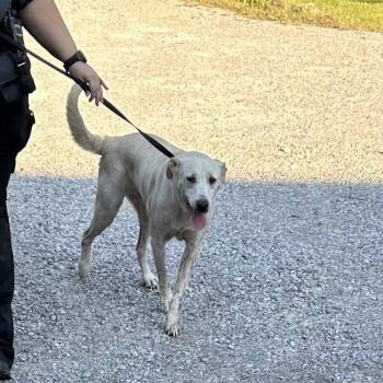 Pilcher -  Labrador Retriever and Shepherd Dog for Adoption in Starkville, Mississippi - Pilcher | PetCurious