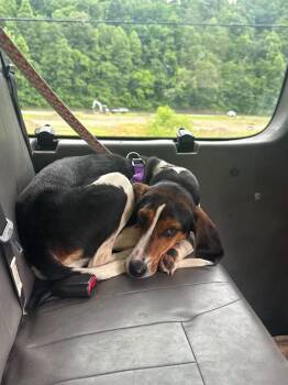 Summer Peach -  Treeing Walker Coonhound Dog for Adoption in Marshall, North Carolina - Summer Peach | PetCurious