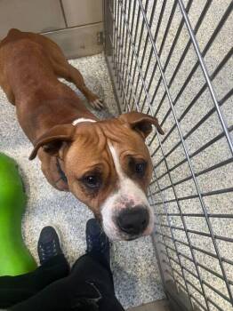 Rescue Boxer Dogs for Adoption in Jackson, Michigan - Ace | PetCurious
