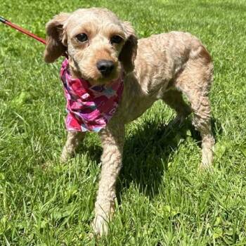 Miniature Poodle Dogs Available for Adoption in Cincinnati, Ohio - Peaches | PetCurious