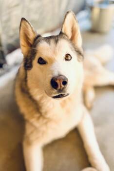 Husky Dogs Available for Adoption - STETSON | PetCurious