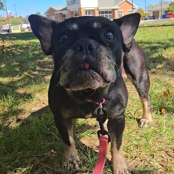 Rescue French Bulldog Dogs for Adoption in Huber Heights, Ohio - Figgy | PetCurious