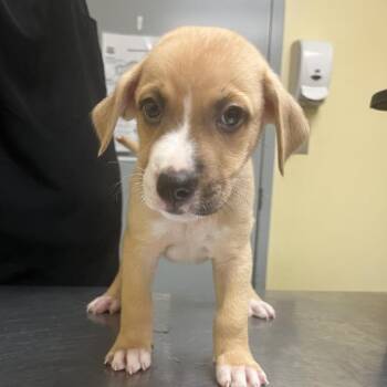 Peter -  German Shepherd Dog and Golden Retriever Dog for Adoption in Myrtle Beach, South Carolina - Peter | PetCurious