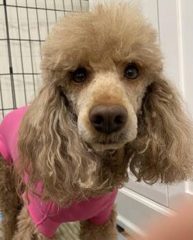 Rosie -  Miniature Poodle Dog Available for Adoption in Courtice, Ontario - Rosie | PetCurious