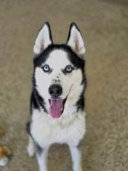 Siberian Husky Dogs Available for Adoption - Zeus | PetCurious