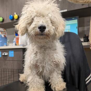 Poodle Dogs Available for Adoption - Greg | PetCurious