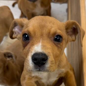 Rescue Pit Bull Terrier Dogs for Adoption in Jacksonville, Arkansas - Cole | PetCurious