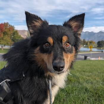 Hennie -  Australian Shepherd Dog for Adoption in Salt Lake City, Utah - Hennie | PetCurious