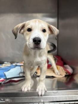 Graham -  Siberian Husky and Terrier Dog for Adoption in North Miami Beach, Florida - Graham | PetCurious