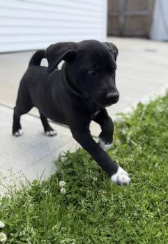 Labrador Retriever and Mixed Breed Dogs Available for Adoption in Aurora, Indiana - Connecticut : Meriden | PetCurious