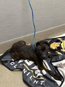 Pit Bull Terrier Dogs Available for Adoption in Las Vegas, Nevada - TAZ | PetCurious