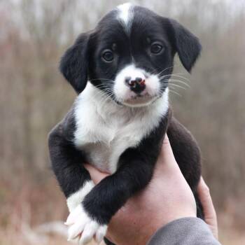 Shepherd Dogs Available for Adoption in Stormville, New York - CT Jaguar Avail Apr 25 | PetCurious