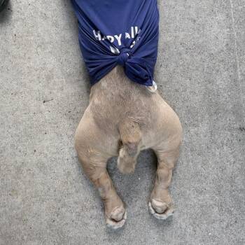 Pizza Man -  Mixed Breed Dog for Adoption in Pittsburgh, Pennsylvania - Pizza Man | PetCurious