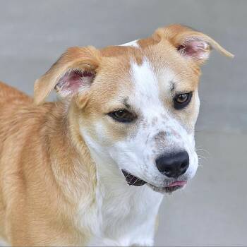 Ranger -  Cattle Dog Dog for Adoption in Ottawa, Kansas - Ranger | PetCurious