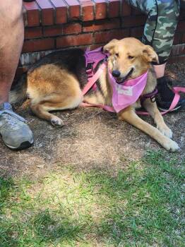 German Shepherd Dog Dogs Available for Adoption in Wendell, North Carolina - Barbie | PetCurious