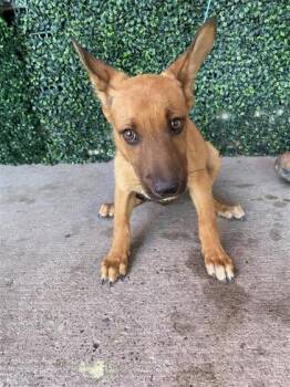 Pup 1 -  Shepherd and Mixed Breed Dog for Adoption in El Paso, Texas - Pup 1 | PetCurious