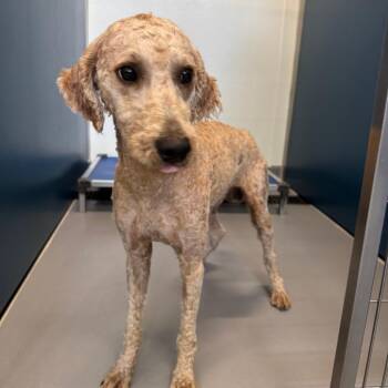 Ramen -  Mixed Breed Dog for Adoption in Auburn, Alabama - Ramen | PetCurious