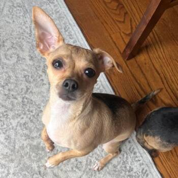 Hershey -  Chihuahua Dog for Adoption in Barrington, Illinois - Hershey | PetCurious