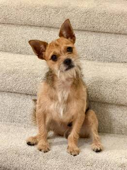 Tobias -  Terrier Dog for Adoption in Dallas, Texas - Tobias | PetCurious