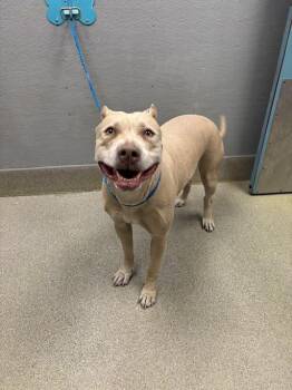 American Staffordshire Terrier Dogs Available for Adoption in Las Vegas, Nevada - POTATO CHIP | PetCurious