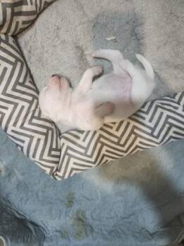 Lillie -  Terrier and Mixed Breed Dog for Adoption in Schertz, Texas - Lillie | PetCurious
