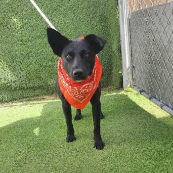 Labrador Retriever Dogs Available for Adoption in Oak Point, Texas - Beauty  | PetCurious