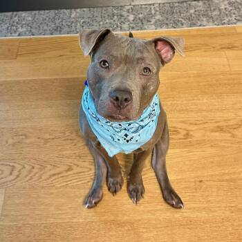 MAISIE (courtesy post) -  Pit Bull Terrier Dog for Adoption in New York, New York - MAISIE (courtesy Post) | PetCurious