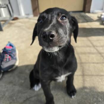 Raelynn -  Mixed Breed Dog Available for Adoption in Buffalo, Minnesota - Raelynn | PetCurious