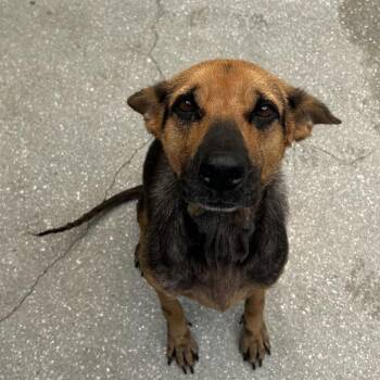 Twinkle Star 8076 -  Shepherd Dog for Adoption in Loxahatchee Groves, Florida - Twinkle Star 8076 | PetCurious