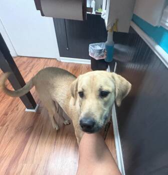 Arwen -  Labrador Retriever Dog for Adoption in Leander, Texas - Arwen | PetCurious