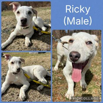 Cattle Dog and Labrador Retriever Dogs Available for Adoption in Ringwood, New Jersey - Ricky | PetCurious