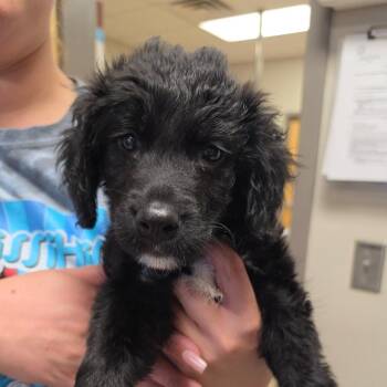 Curly 060515U -  Poodle and Mixed Breed Dog for Adoption in Tupelo, Mississippi - Curly 060515U | PetCurious