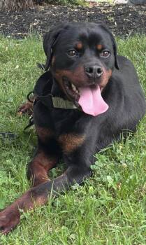 Renegade -  Rottweiler Dog for Adoption in Saratoga Springs, New York - Renegade | PetCurious