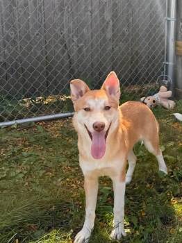 Landry -  Akita and Shepherd Dog for Adoption in Hinckley, Illinois - Landry | PetCurious