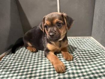 Saturn -  Mixed Breed Dog for Adoption in Pleasanton, California - Saturn | PetCurious