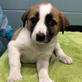 Shepherd and Mixed Breed Dogs Available for Adoption in Kansas City, Missouri - Pax | PetCurious
