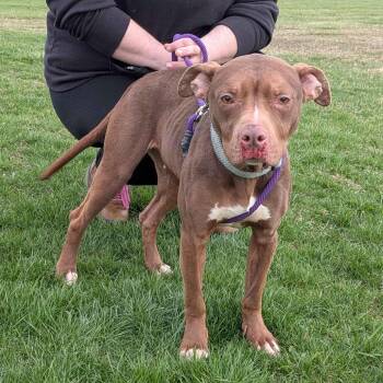 Pit Bull Terrier Dogs Available for Adoption - Sarabi | PetCurious