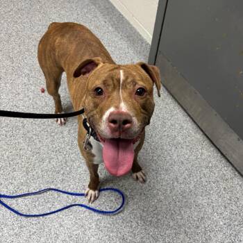 Puppy Dawg -  American Staffordshire Terrier Dog for Adoption in Grand Rapids, Michigan - Puppy Dawg | PetCurious