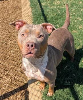 Jersey A219915 -  Pit Bull Terrier Dog for Adoption in Plano, Texas - Jersey A219915 | PetCurious