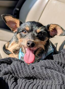 Razzle -  Yorkshire Terrier and Terrier Dog for Adoption in Baton Rouge, Louisiana - Razzle | PetCurious