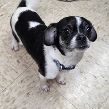 Chihuahua and Pug Dogs Available for Adoption - Sugar | PetCurious