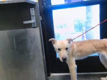 German Shepherd Dog and Mixed Breed Dogs Available for Adoption - JAX | PetCurious