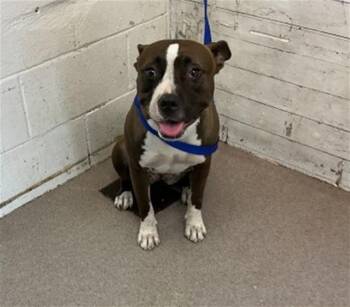 SADIE -  Pit Bull Terrier Dog for Adoption in San Bernardino, California - SADIE | PetCurious