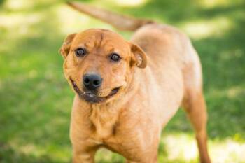 Olenna -  Rottweiler and Labrador Retriever Dog for Adoption in Fort Lupton, Colorado - Olenna | PetCurious