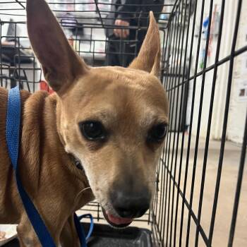 Taco Bell -  Chihuahua and Mixed Breed Dog for Adoption in Edinburg, Texas - Taco Bell | PetCurious