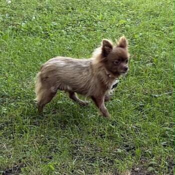 Pizzelle -  Pomeranian Dog for Adoption in Campton Hills, Illinois - Pizzelle | PetCurious