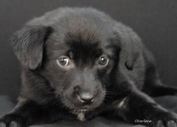 Woolly Worm -  Black Labrador Retriever Dog for Adoption in Newland, North Carolina - Woolly Worm | PetCurious