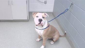 ORC -  American Bulldog and Mixed Breed Dog for Adoption in Omaha, Nebraska - ORC | PetCurious