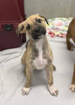 Rescue Shepherd and American Bulldog Dogs for Adoption in Georgina, Ontario - Rufus | PetCurious