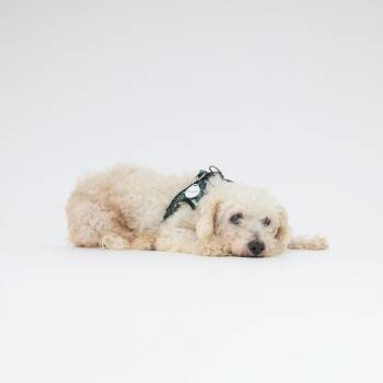 Myers 14617 -  Miniature Poodle Dog for Adoption in San Francisco, California - Myers 14617 | PetCurious